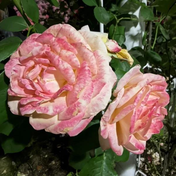 ♡5/22(金)13:00-T様