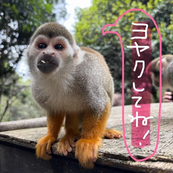 今週の予定✍️