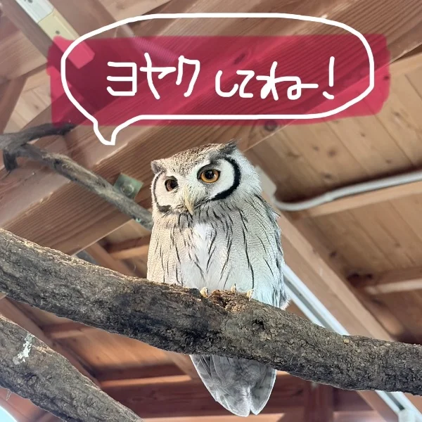 今週から本格的に出勤しますっ