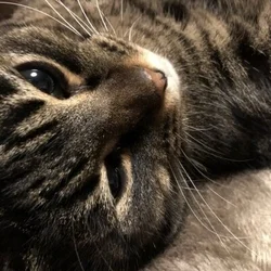 ニャンの日ですので、夕方まで一緒に♡