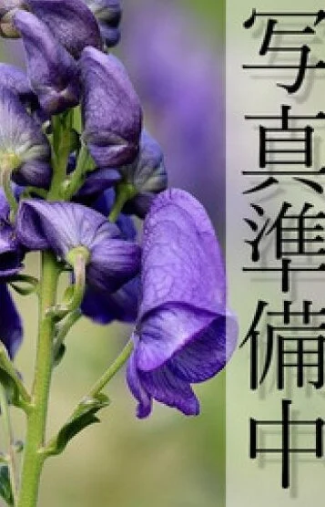 紗友