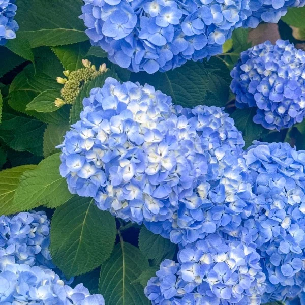紫陽花と癒し