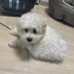 採用担当のモードブロガー🫧大福さん