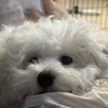 初めてのハーネスに四苦八苦。そして店内でまさかの“うれションのサムネイル