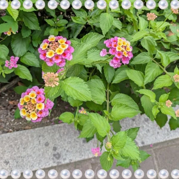 癒し❁⃘*.ﾟ