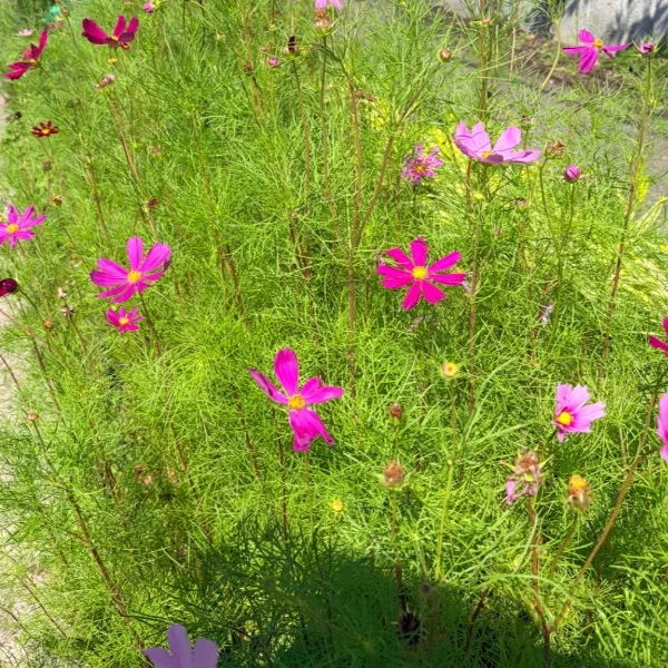 🌸営業日記🌸(お客様のお声)