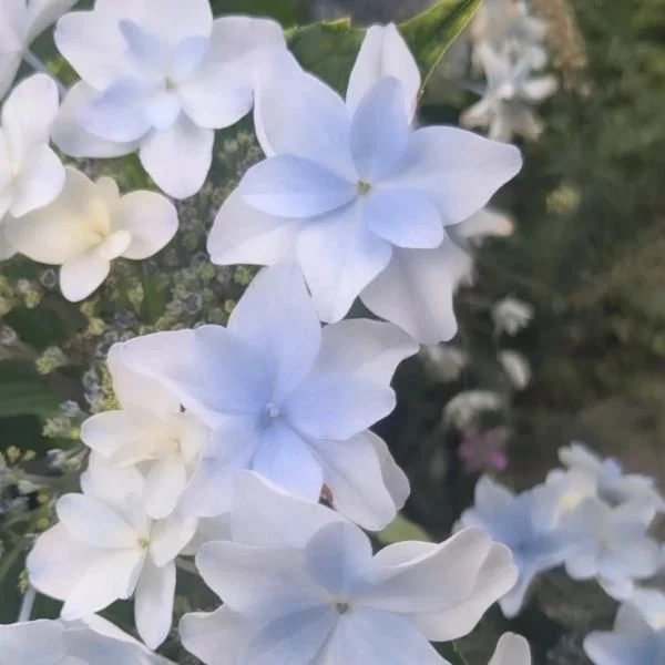 ありがとう🌷