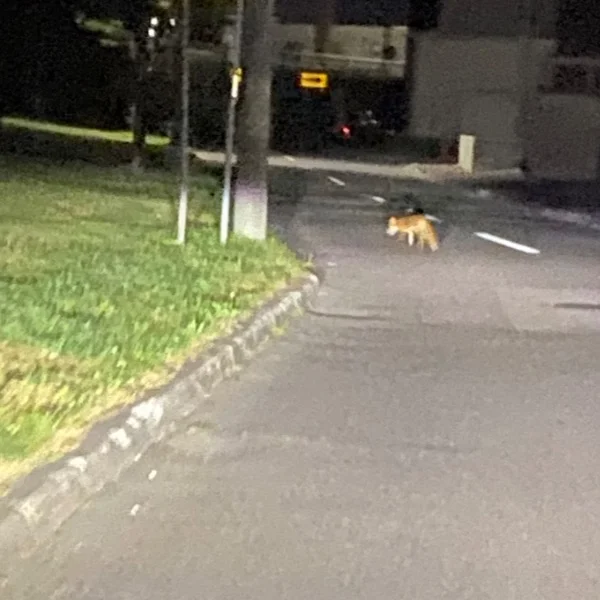 よけてくれない…