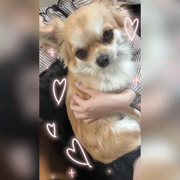 土日のお礼&ぼくの相棒紹介🐶🐾
