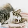 未経験さん大歓迎❤健全エステで稼ぐなら「きまぐれスパ」へ！のサムネイル