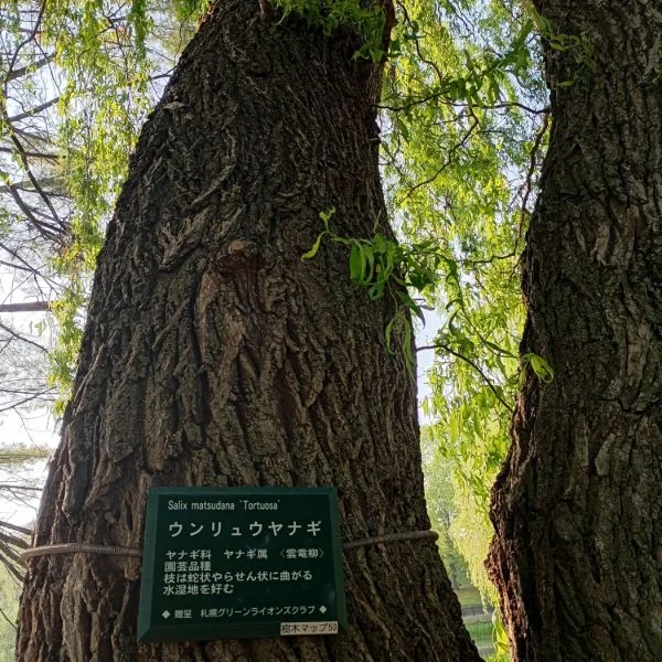 ウンリュウヤナギはうねうねと