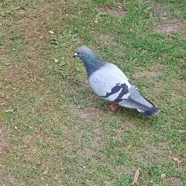 一緒に散歩🕊