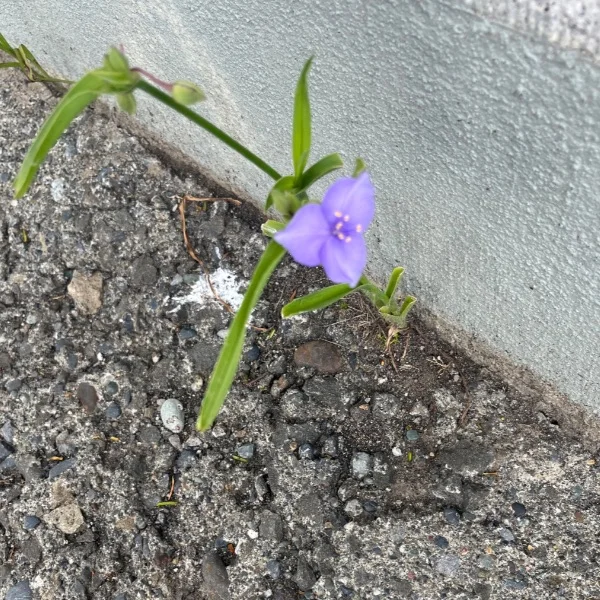 先の予約ありがとうございます🍀⋆゜