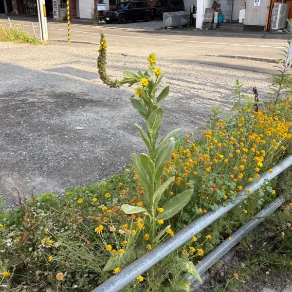 君の名は。