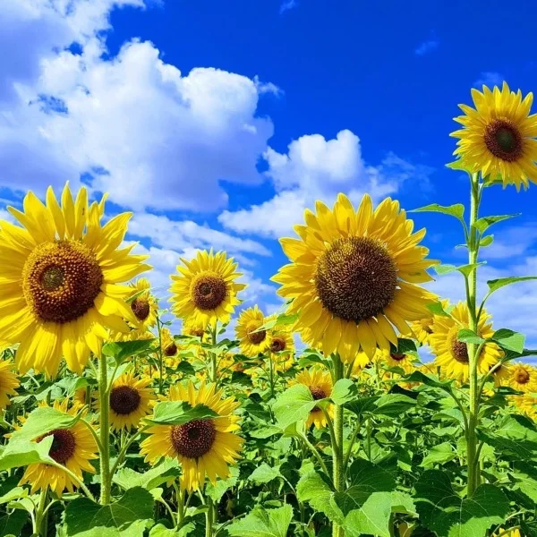 8月〜⋆⸜🌻⸝‍⋆