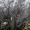 ✨桜✨のサムネイル