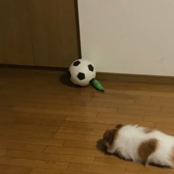♪すすきの出勤