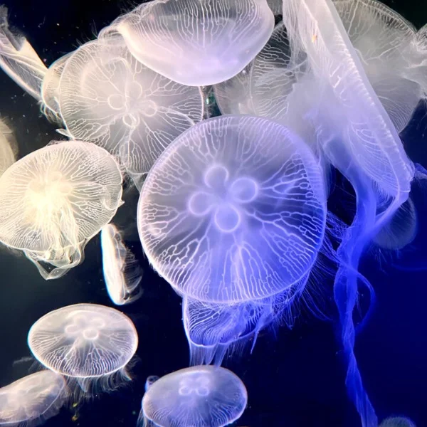 水族館！