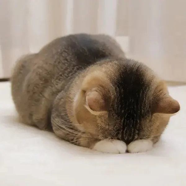 たまに