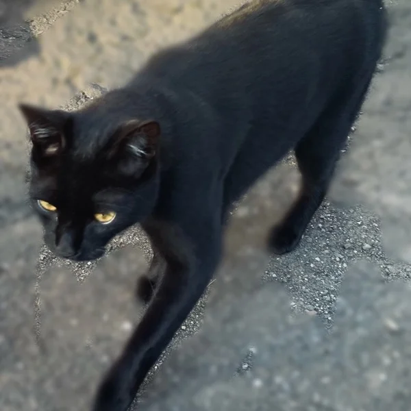 もふもふの・・・
