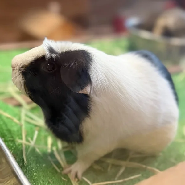 上手に撮れたモルモット💞