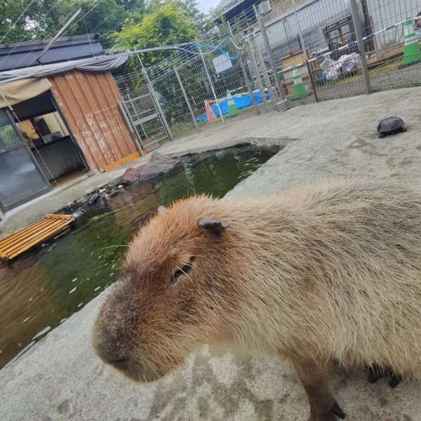 カピバラさん