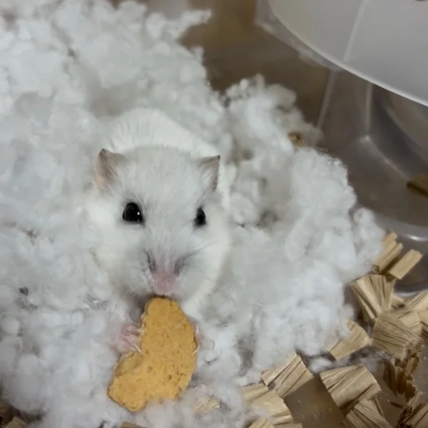 🐹‎🤍