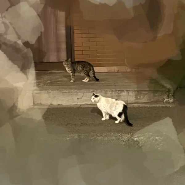 🐈🐈🐾