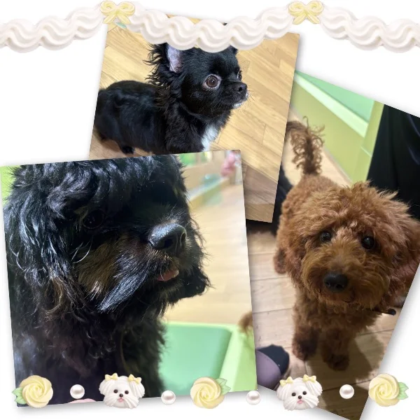 人生初の🐕 ͗ ͗ ͗