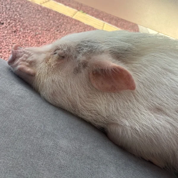 🎀( ˙🐽˙ )➰