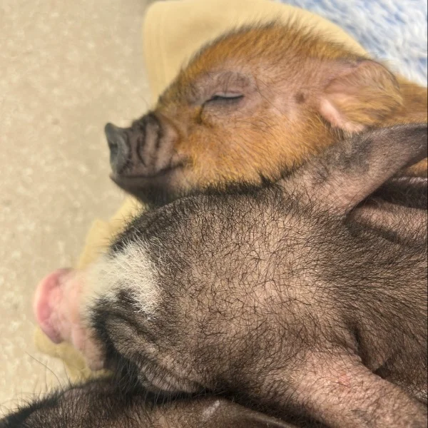 🐷