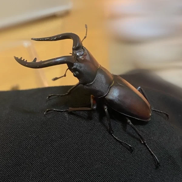 クワガタGETだぜ!(っ'-')╮=͟͟͞͞◓👾
