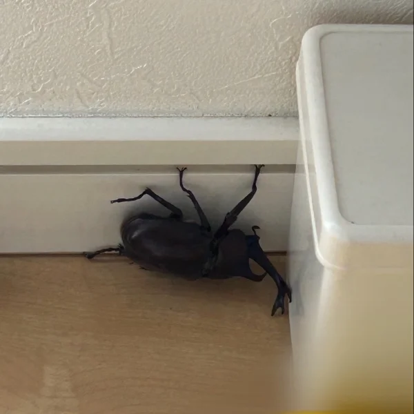 カブトムシ❕