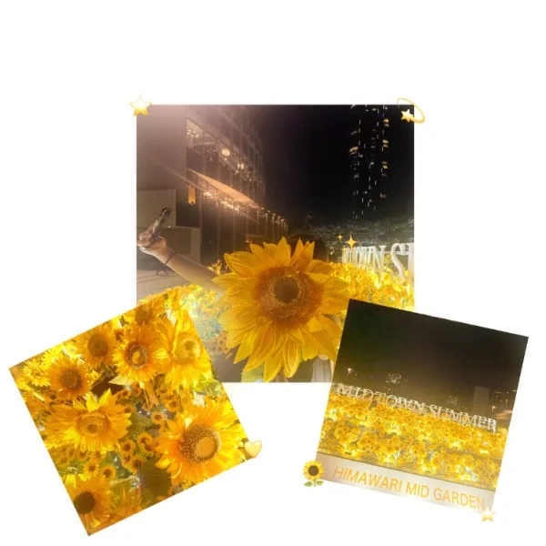 🌻✨　夏到来　✨🌻