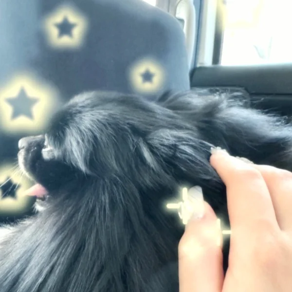 本日　20時まで🧸