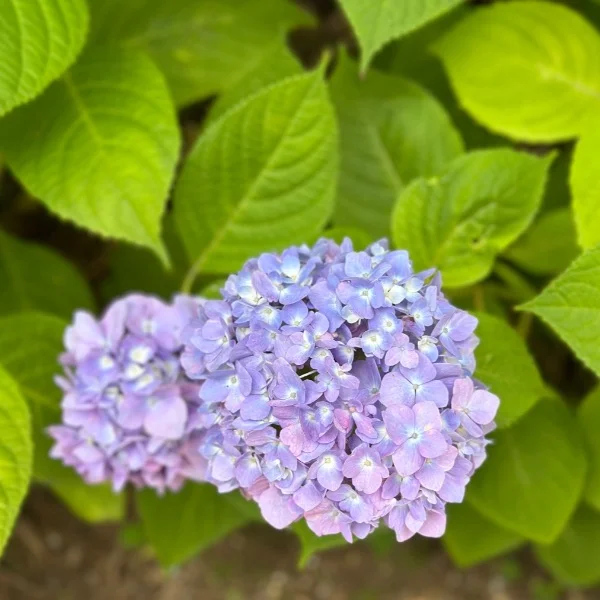 紫陽花🪻