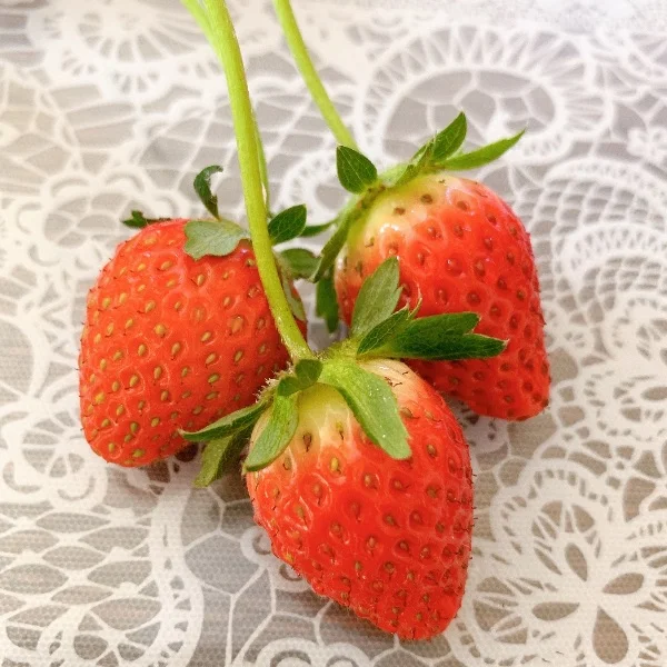 いちご🍓
