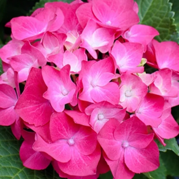 7月