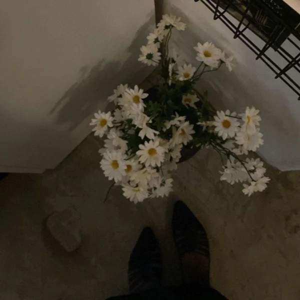 💌🕊