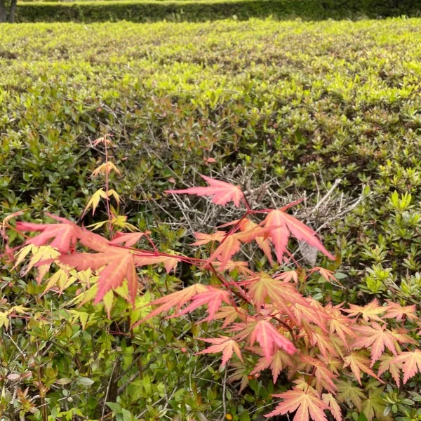 春なのに秋みたい🍂