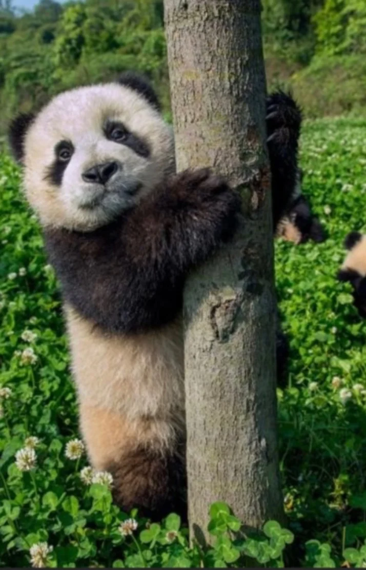 はじめて🐼
