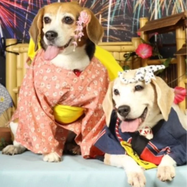 絆まつり✨