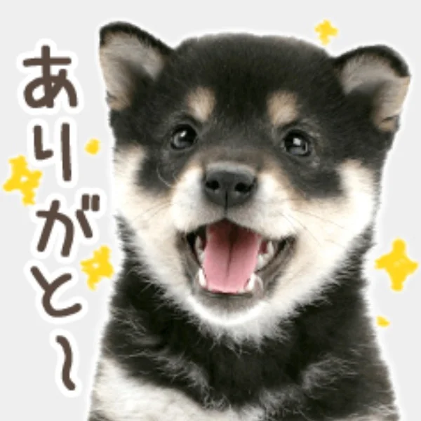昨日も🈵