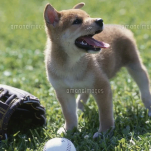 花巻東⚾️盛岡大附