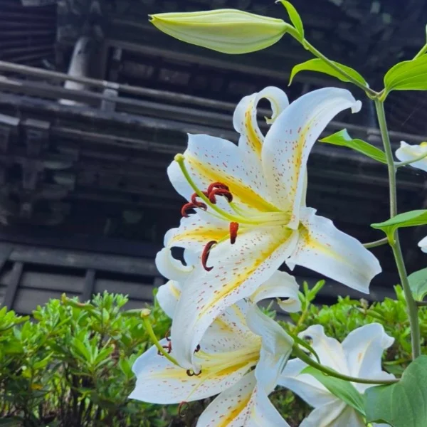 元気が欲しい方は、みゆのところにおいでよ⭐️