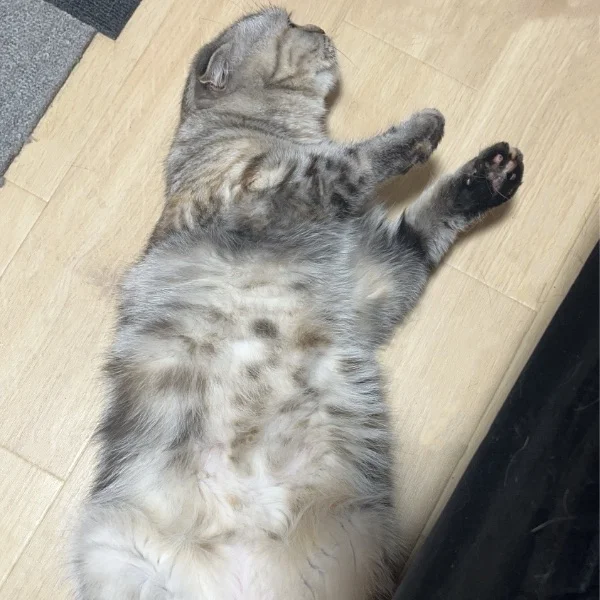 ふわふわ肌が優しく包み込みます🐱💭⸒⸒