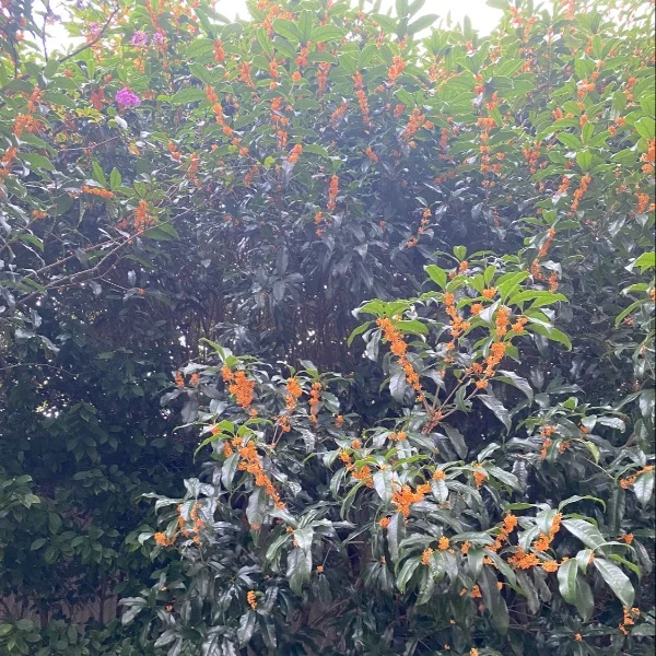 連休明けの木曜日🌳