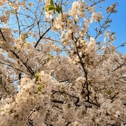 こんにちは！　はづき