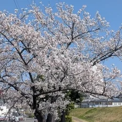 こんにちは(*´ω`*) ラム