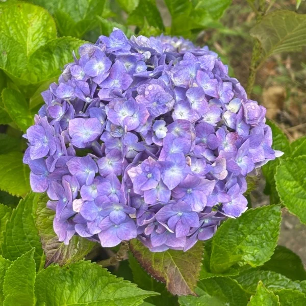 花言葉⸜🌷︎⸝